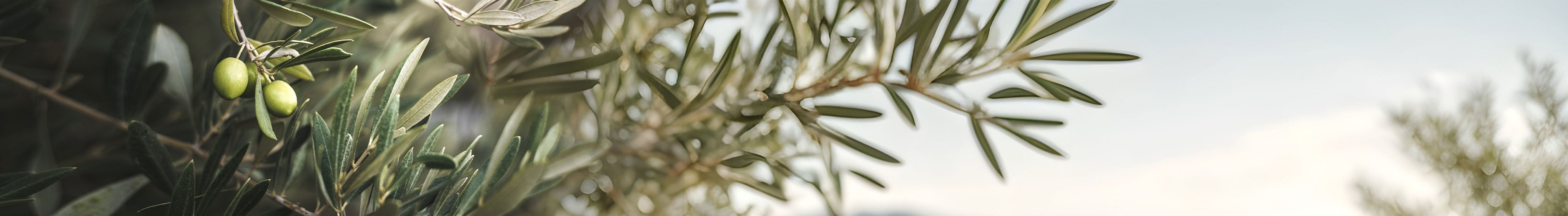 Teak Outdoor Furniture