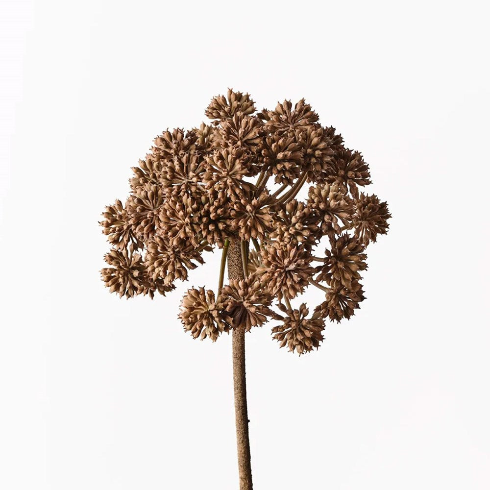 Angelica - Coffee