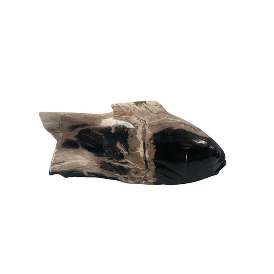 Small Fossilized Fish